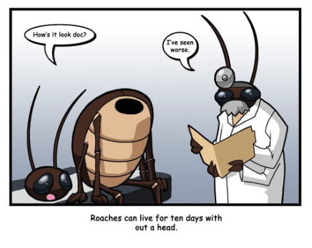 Cockroach cartoons